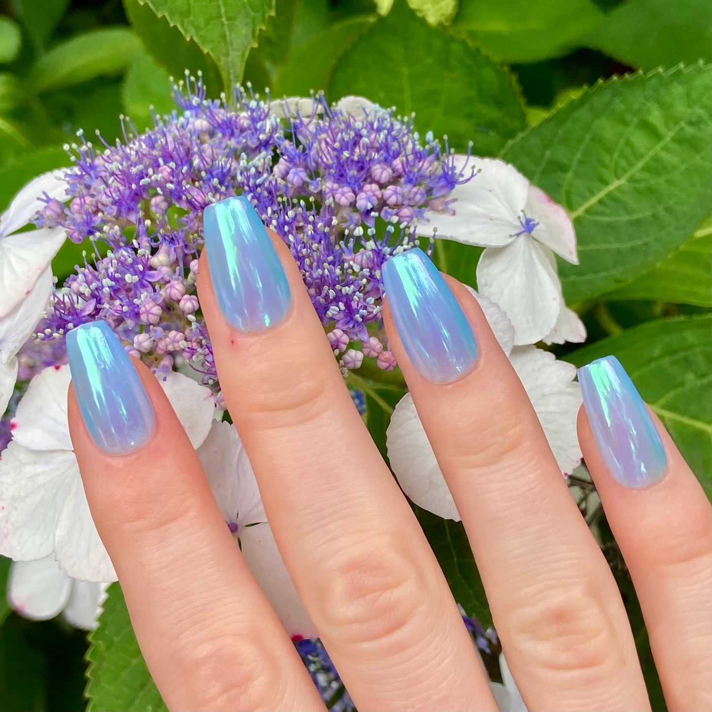 DELPHINIUM