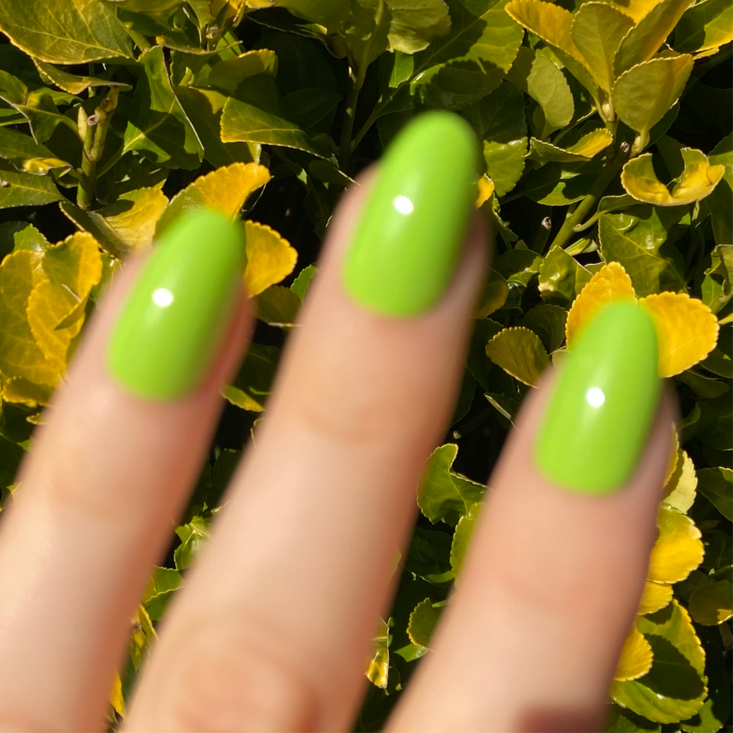BRAT GREEN